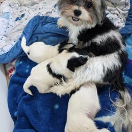 Biewer Terrier and Yorkshire Terrier Puppies from Treasures of Neptune Cove
