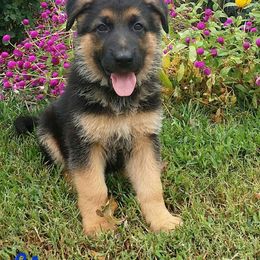 German Shepherd Puppies from Von Hartwin Kennels