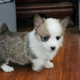 Luna - Red female Pembroke Welsh Corgi puppy in Walnut, Iowa from Michelle's House of Corgi's