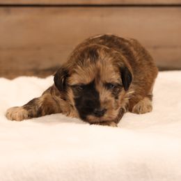 Jingle - Merle male Whoodle puppy in West Bend, Iowa from Blue Skies Terriers