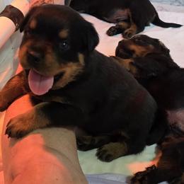 Mr. Brown Collar - Black and mahogany male Rottweiler puppy in Clarksburg, West Virginia from Vom Peiffley Rottweilers, LLC