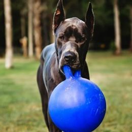 Great Danes from BLUE STEAL DANES