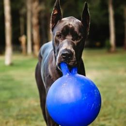 Great Danes from BLUE STEAL DANES