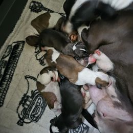 Boy 2 - Red male Italian Greyhound puppy in Phillips, Maine from Maplewood Italian Greyhounds