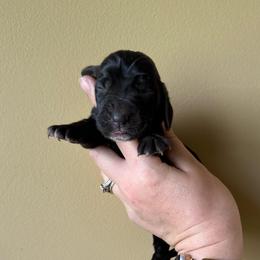 Kiara - Black and white female Basset Hound puppy in Leroy, Michigan from Iron Sentry Farms