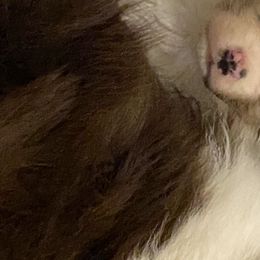 Australian Shepherd Puppies from Mullis Australian Shepherd