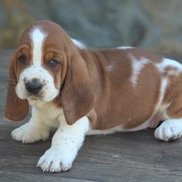 Male 1 - Mahogany and white male Basset Hound puppy in Georgia from Huff's Hounds