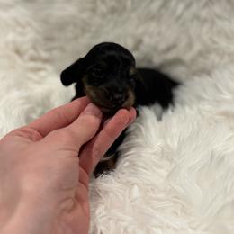 Almond - Brindle male Dachshund puppy in Chehalis, Washington from McJazzin Doxies