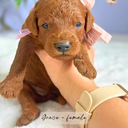 Grace - Red  female Goldendoodle puppy in Atlanta, Georgia from Teddy Puppies