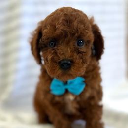 Keno - Red  male Poodle puppy in Mint Hill, North Carolina from DoodleForever