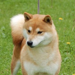 Takukat - Shiba Inu