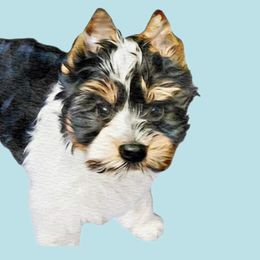 Biewer Terriers from Silver Belle Biewers