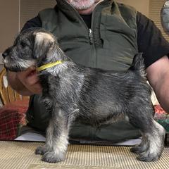Girl 3 - Standard Schnauzer puppy from Nordic Sky- Standard Schnauzers