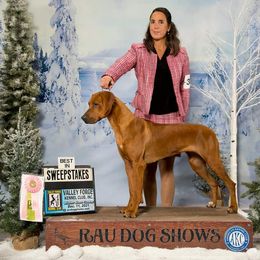 Rhodesian Ridgeback Puppies from Supernova Ridgebacks