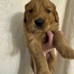 Golden Retriever Puppies from O’Shields Golden Paws