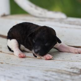 Billie - Brown female Whoodle puppy in West Bend, Iowa from Blue Skies Terriers