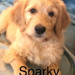 Goldendoodle Puppies from CharLia's Holistic English Cream Golden Retrievers & Doodles