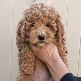 Acorn - Apricot female Goldendoodle puppy in Roy, Utah from Doodles are Amazing