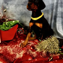 Havana - Black and rust female Doberman Pinscher puppy in Aredale, Iowa from Royal Dynasty Dobermann Kennel