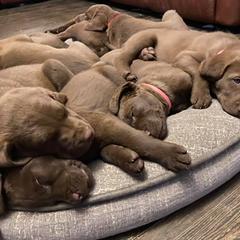 Chesapeake Bay Retriever Puppies from Bear Kreek Chesapeakes