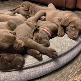 Chesapeake Bay Retriever Puppies from Bear Kreek Chesapeakes