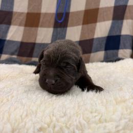 Blue - Chocolate female Labrador Retriever puppy in Middleton, New Hampshire from Tag Hollow