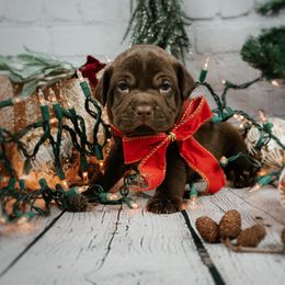 Chinese Shar-Pei and Companion Cross Puppies from Mini Hippo Land
