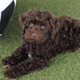 Orange collar Zulu - Chocolate male Australian Labradoodle puppy in Provo, Utah from EllsWORTH Labradoodles LLC