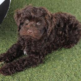 Orange collar Zulu - Chocolate male Australian Labradoodle puppy in Provo, Utah from EllsWORTH Labradoodles LLC