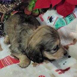 Dachshund Puppies from CLARK'S BREEDING PROGRAM