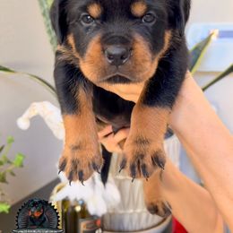 Rottweiler Puppies from Von Der Hing Rottweilers