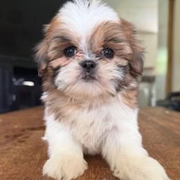 Lily - Brindle female Shih Tzu puppy in Stroudsburg, Pennsylvania from Puppyville Pa Shih Tzu & frenchies