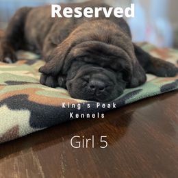 Girl 6 - Mastiff puppy in Kanosh, Utah from King’s Peak Kennels
