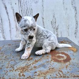 Boy 5 - Blue male Australian Cattle Dog puppy in Hurley, Virginia from BoardCamp Kennels-AKC Australian Cattle Dogs