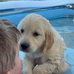 Yellow collar female - Light golden female Golden Retriever puppy in Yucaipa, California from Blessed Goldens