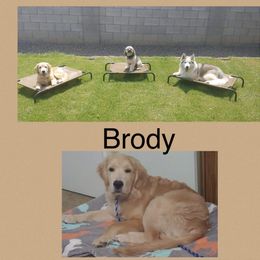 Golden Retriever Puppies from Goldminer Goldens