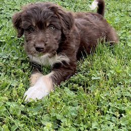 Aussiedoodle Puppies from A Dose Of Doodle