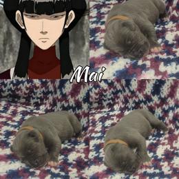 Mai - Blue female Great Dane puppy in Pollock, Louisiana from Danes Done Right