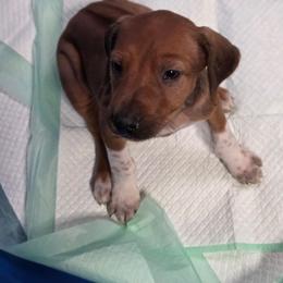Girl 3 - Rd whtn blk nose female Rhodesian Ridgeback puppy in Caldwell, Idaho from Haley Gross's 	Rhodesian Ridgebacks and Minature Pinchers