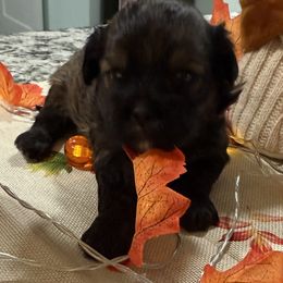 Austin - Black male Shihpoo puppy in Colonial Beach, Virginia from BeachRidge Pups