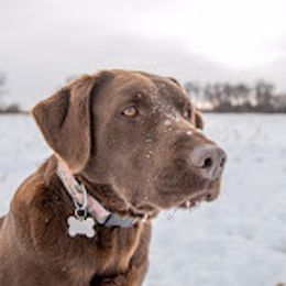 Lottie - Labrador Retriever