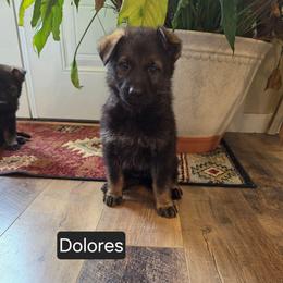 Dolores - Sable female German Shepherd puppy in Cave City, Arkansas from Bayou Valley Shepherds and American Hunt Terriers
