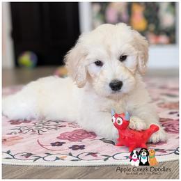 OLLIE - F1 English Goldendoodle - OFA-Genetics-2 Year Warranty. Apple Creek Doodles - Since 2004. - Cream male Goldendoodle puppy in Jeddo, Michigan from Apple Creek Doodles