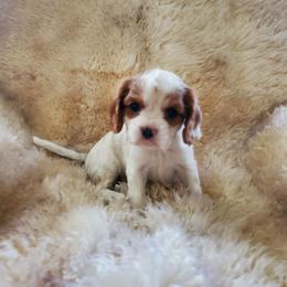 Sammy - Blenheim male Cavalier King Charles Spaniel puppy in Northglenn, Colorado from Lucia's Cavalier King Charles Spaniels