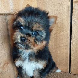 Boy 3 - Black and gold male Yorkshire Terrier puppy in Jamestown, Tennessee from Green Ridge
