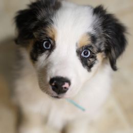 Lyra - Australian Shepherd puppy from Jasmine Blosenski