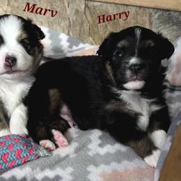 Harry - Black tri male Toy Australian Shepherd puppy in Viking, Minnesota from Son Shine Farm