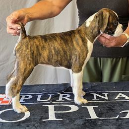 Pancake - Brindle female Boxer puppy in San Diego, California from Meraki Boxers