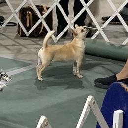 Dolly - Chihuahua