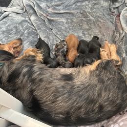 Dachshund puppies from Goodman Dachshunds